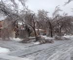 Ice Storm Downed Trees, Vaughan-53