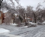 Ice Storm Downed Trees, Vaughan-54