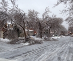 Ice Storm Downed Trees, Vaughan-55