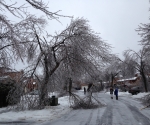 Ice Storm Downed Trees, Vaughan-57