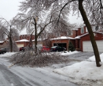 Ice Storm Downed Trees, Vaughan-58