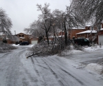 Ice Storm Downed Trees, Vaughan-59