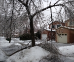 Ice Storm Downed Trees, Vaughan-60