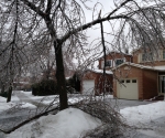 Ice Storm Downed Trees, Vaughan-61