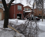 Ice Storm Downed Trees, Vaughan-62