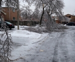 Ice Storm Downed Trees, Vaughan-63