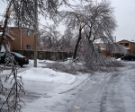 Ice Storm Downed Trees, Vaughan-64