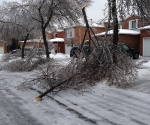 Ice Storm Downed Trees, Vaughan-65