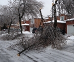 Ice Storm Downed Trees, Vaughan-66