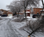 Ice Storm Downed Trees, Vaughan-67