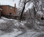 Ice Storm Downed Trees, Vaughan-68