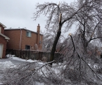 Ice Storm Downed Trees, Vaughan-69