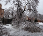 Ice Storm Downed Trees, Vaughan-70