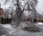 Ice Storm Downed Trees, Vaughan-71