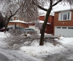 Ice Storm Downed Trees, Vaughan-72