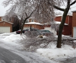 Ice Storm Downed Trees, Vaughan-72