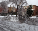 Ice Storm Downed Trees, Vaughan-73