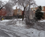 Ice Storm Downed Trees, Vaughan-74