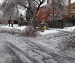 Ice Storm Downed Trees, Vaughan-75