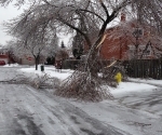 Ice Storm Downed Trees, Vaughan-76