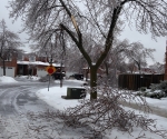 Ice Storm Downed Trees, Vaughan-77