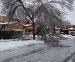 Ice Storm Downed Trees, Vaughan-78