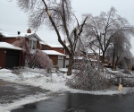 Ice Storm Downed Trees, Vaughan-79