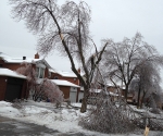 Ice Storm Downed Trees, Vaughan-80