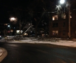 Ice Storm Downed Trees, Toronto-82